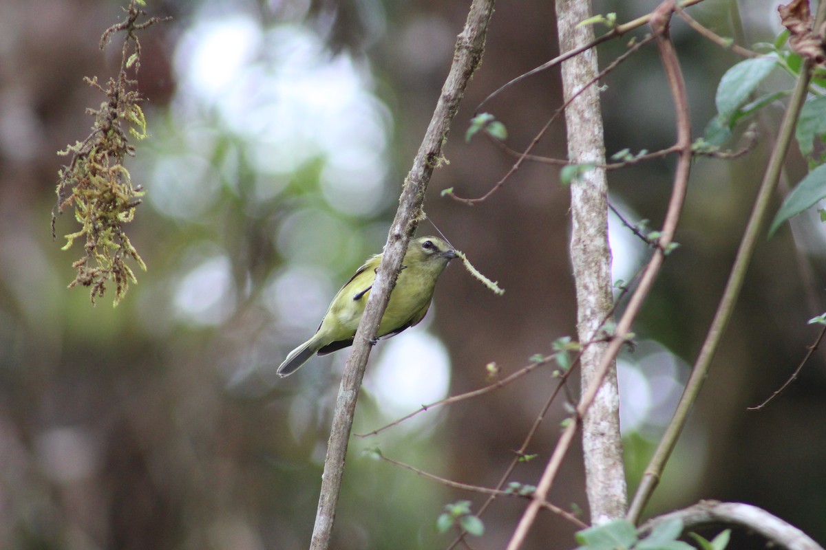 Yellow-winged Vireo - Marie Chappell