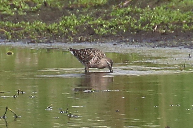 Long-billed Dowitcher - ML150081051