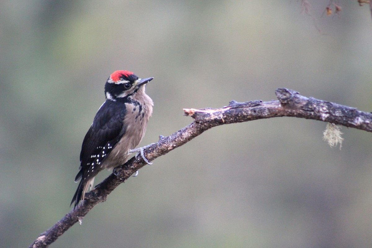 Hairy Woodpecker - Marie Chappell