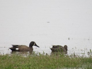 Blue-winged Teal, ML150083381