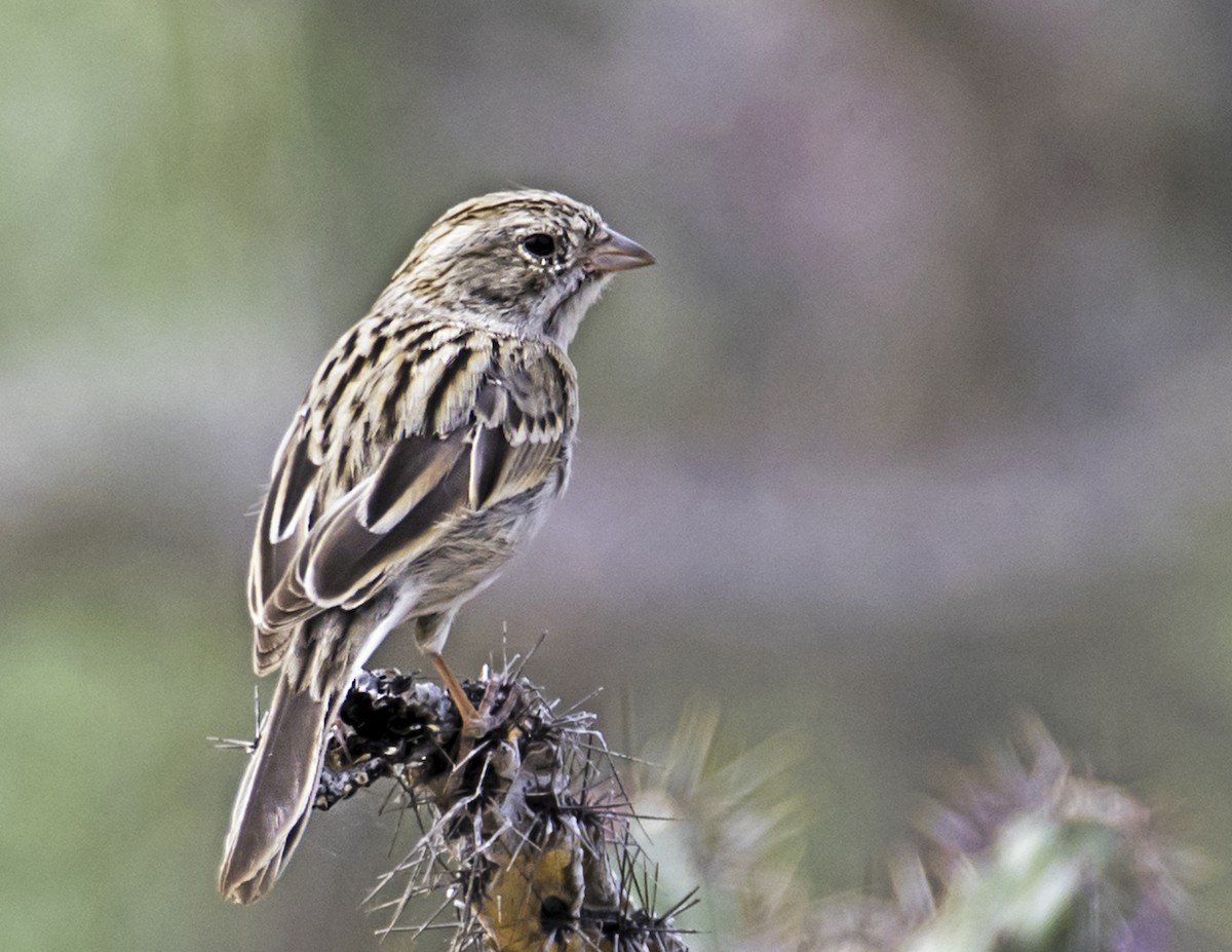 Brewer's Sparrow - james poling