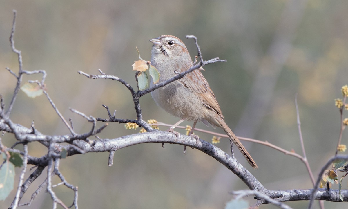 Rufous-crowned Sparrow - Steve Kelling