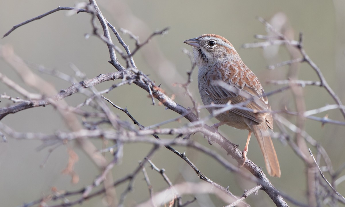 Rufous-crowned Sparrow - ML150084141