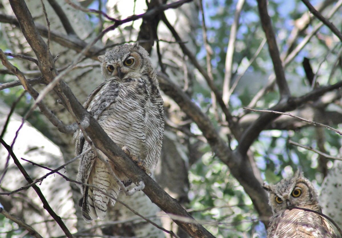 Great Horned Owl - ML150086181