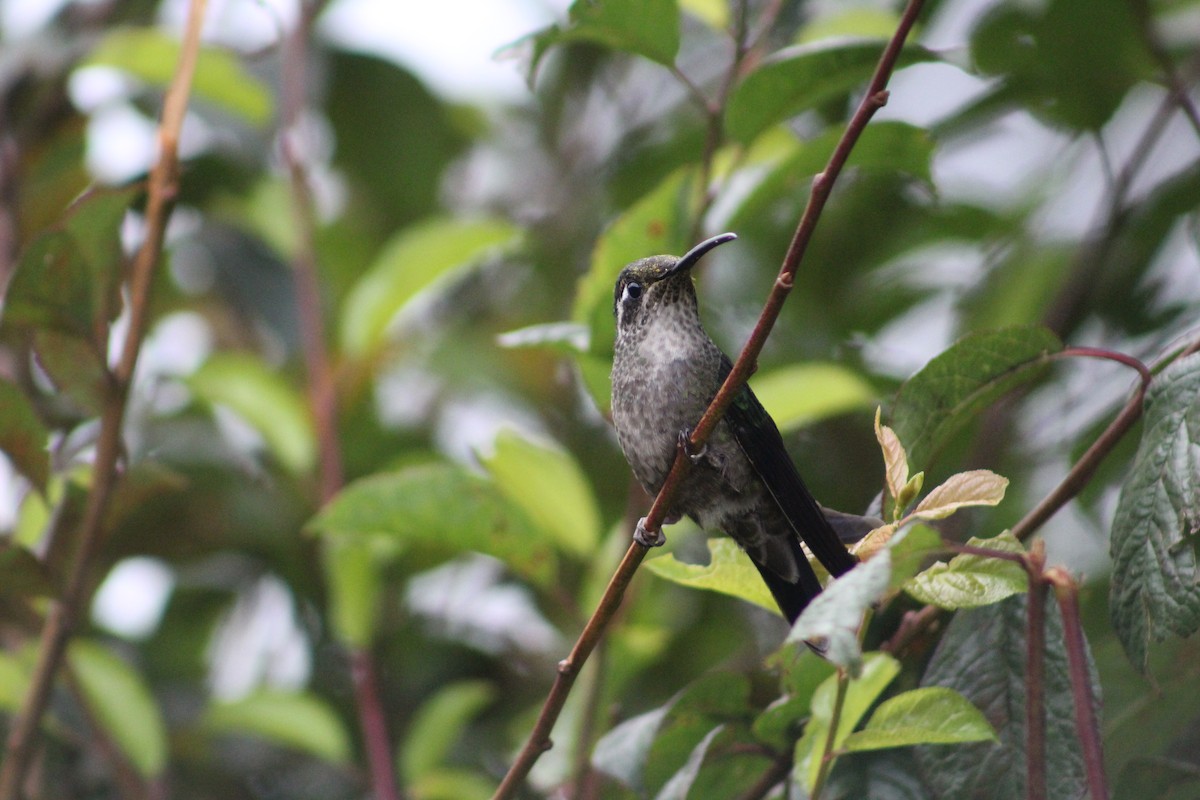 Talamanca Hummingbird - Marie Chappell