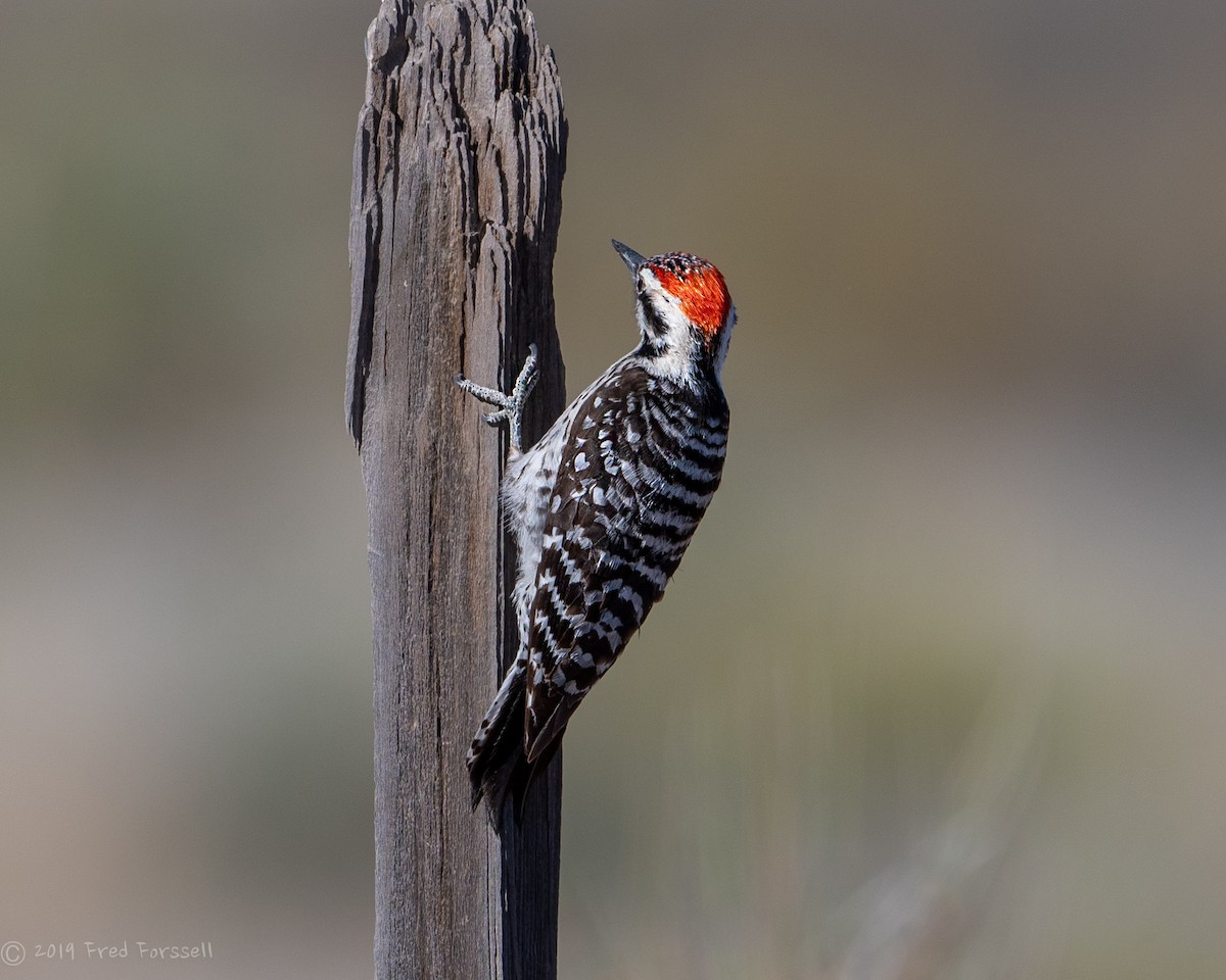 Ladder-backed Woodpecker - Fred Forssell