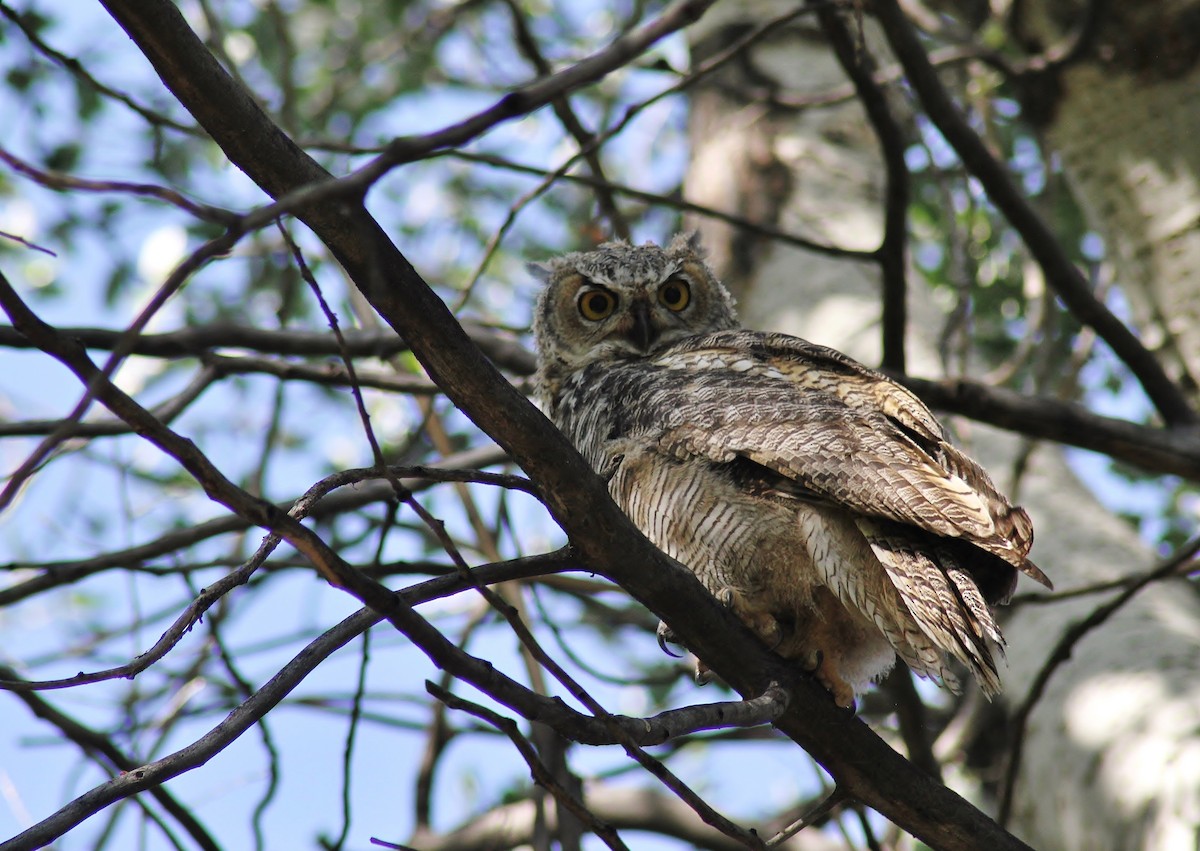 Great Horned Owl - ML150088371
