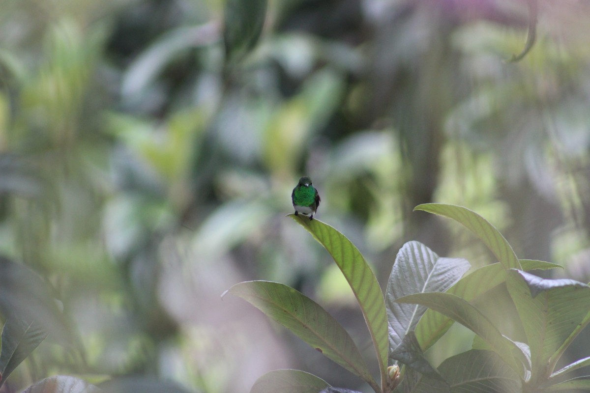 Snowy-bellied Hummingbird - ML150088551
