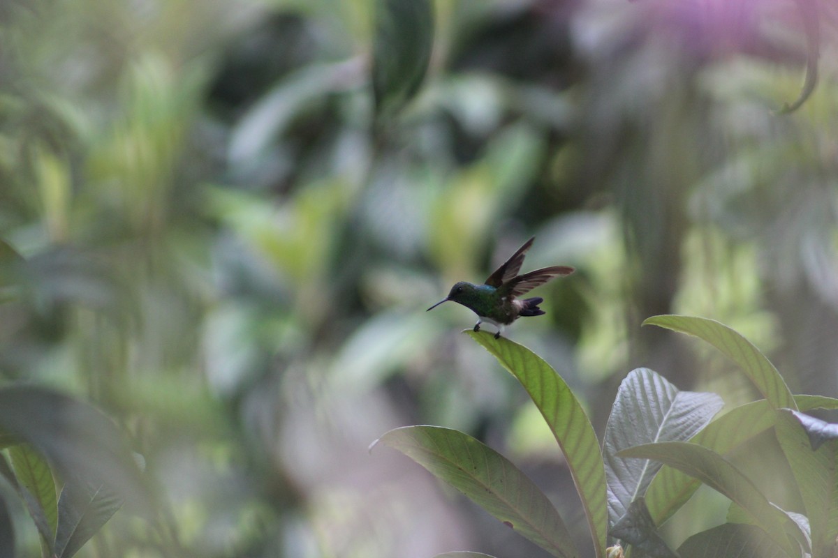 Snowy-bellied Hummingbird - ML150088561