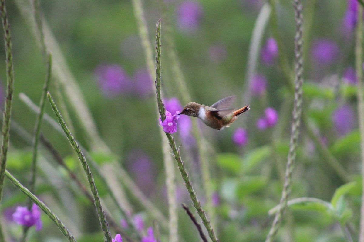 Scintillant Hummingbird - Marie Chappell