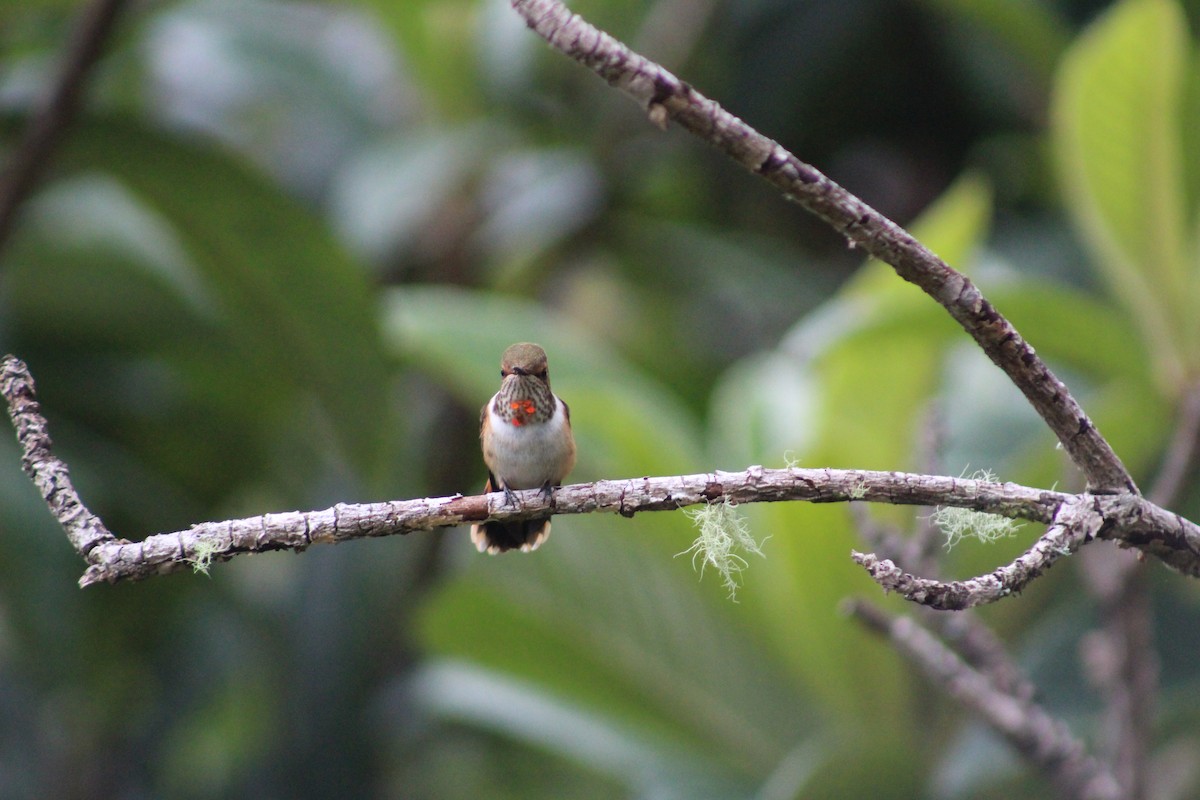 Scintillant Hummingbird - Marie Chappell