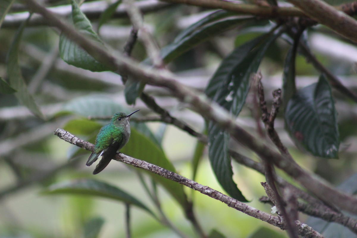 White-tailed Emerald - Marie Chappell