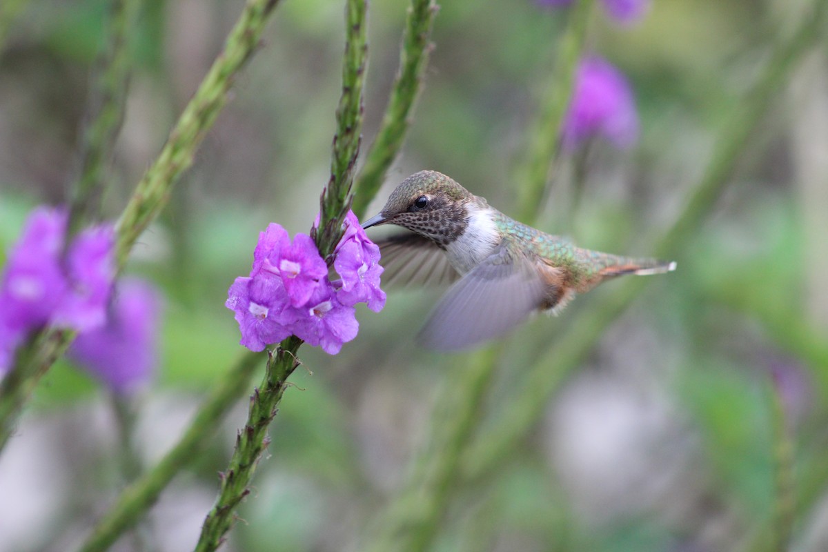 Scintillant Hummingbird - ML150089241