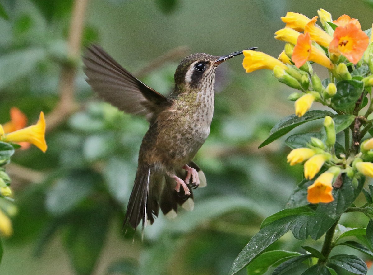 Speckled Hummingbird - ML150089781