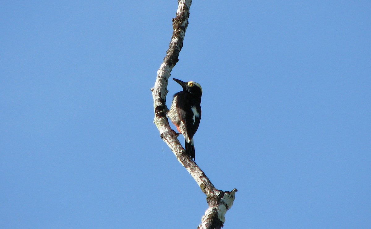 Yellow-tufted Woodpecker - Xiomara Capera Espinosa