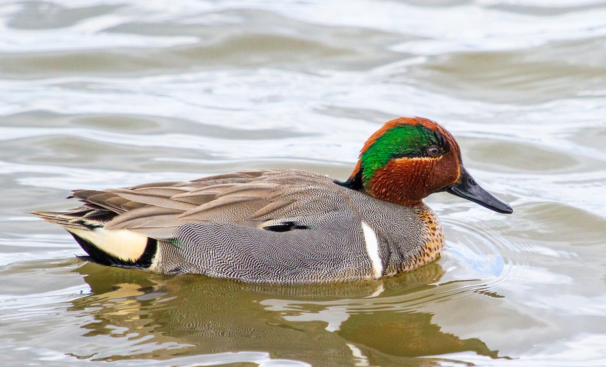 Green-winged Teal - ML150096871