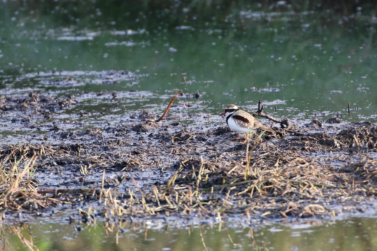 Black-fronted Dotterel - Andrew Cameron