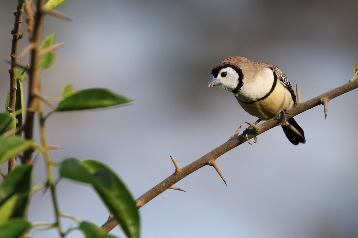 Double-barred Finch - Andrew Cameron