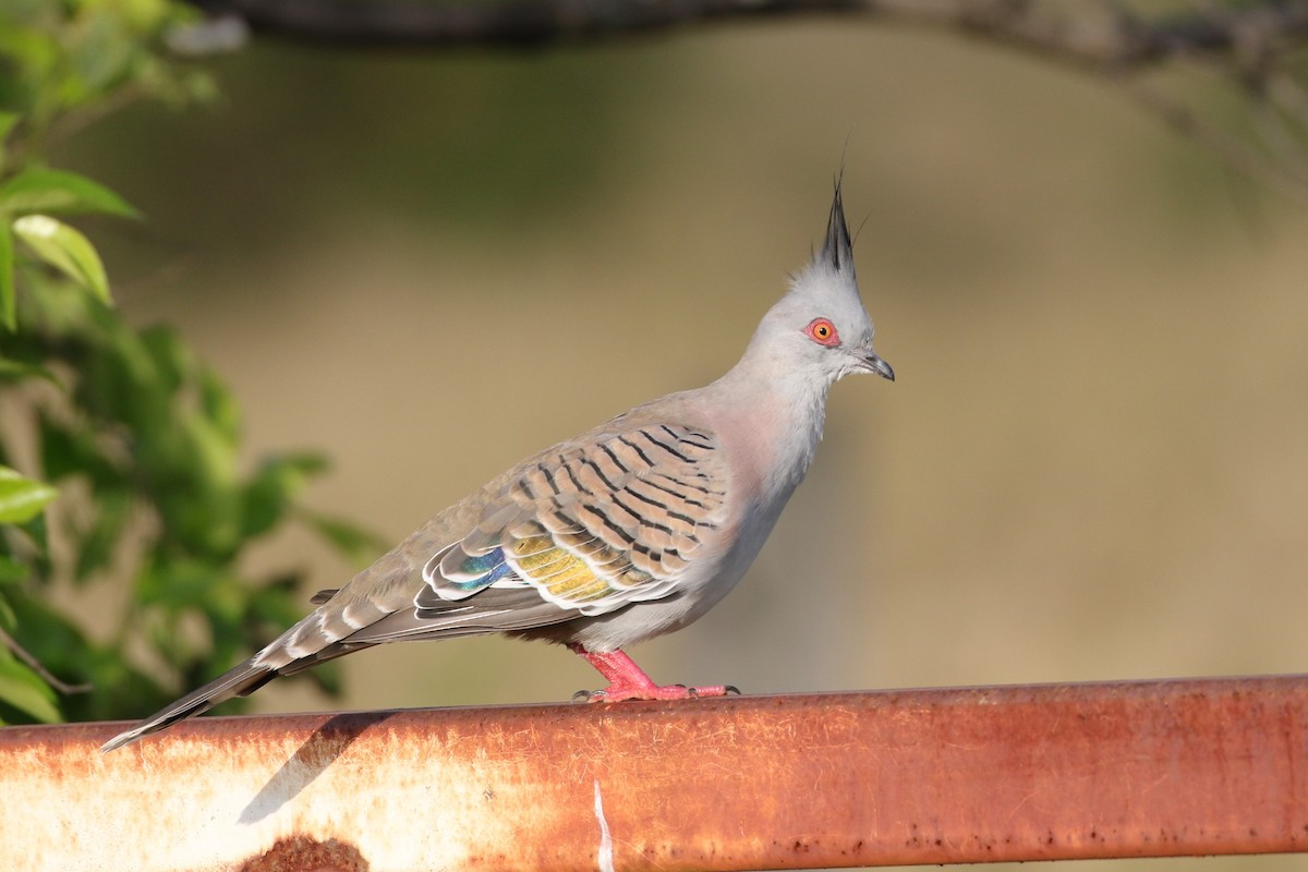 Crested Pigeon - Andrew Cameron