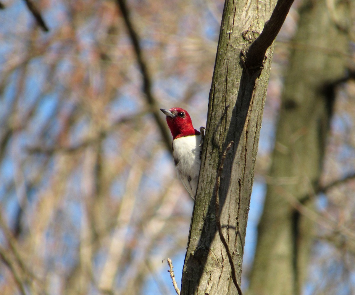 Red-headed Woodpecker - Debbie and Mark Raven