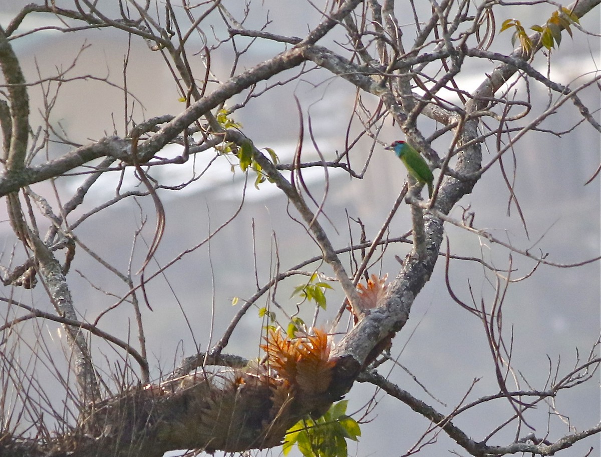 Blue-throated Barbet (Red-crowned) - Don Roberson