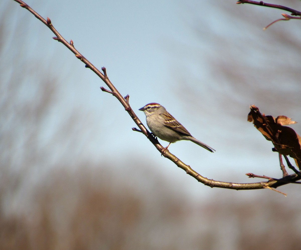 Chipping Sparrow - Debbie and Mark Raven