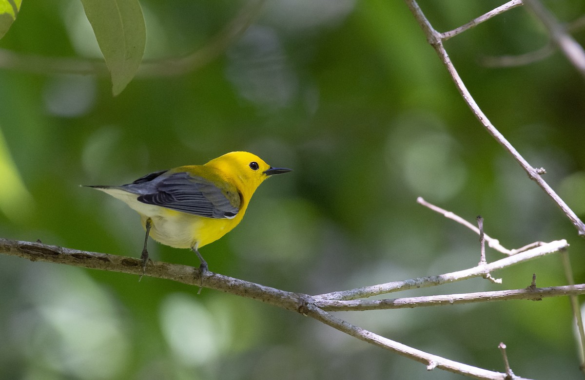 Prothonotary Warbler - Marky Mutchler