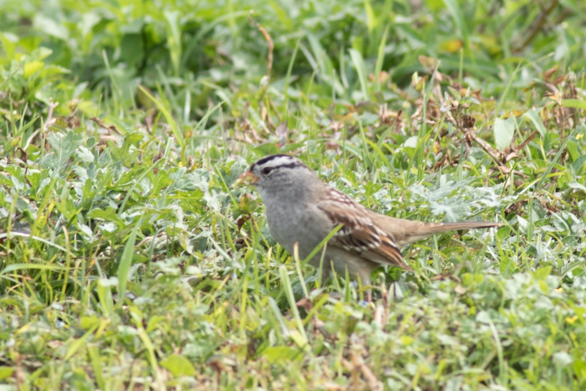 White-crowned Sparrow - Sam Stuart