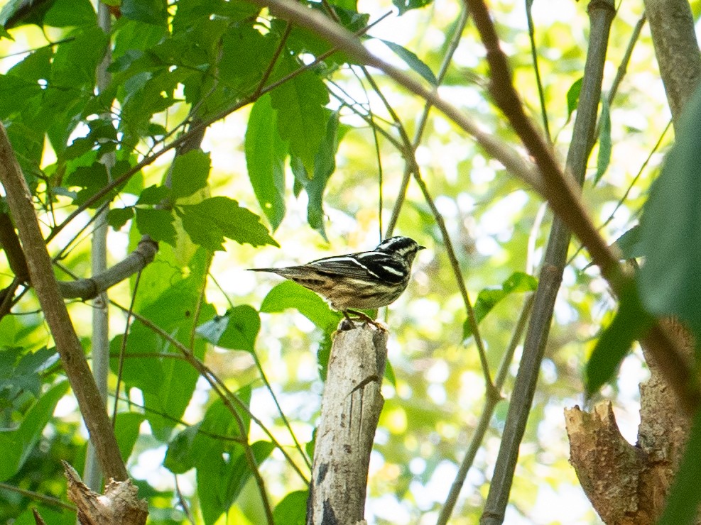 Black-and-white Warbler - ML150107471