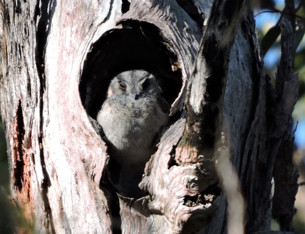 Australian Owlet-nightjar - Mark Ley