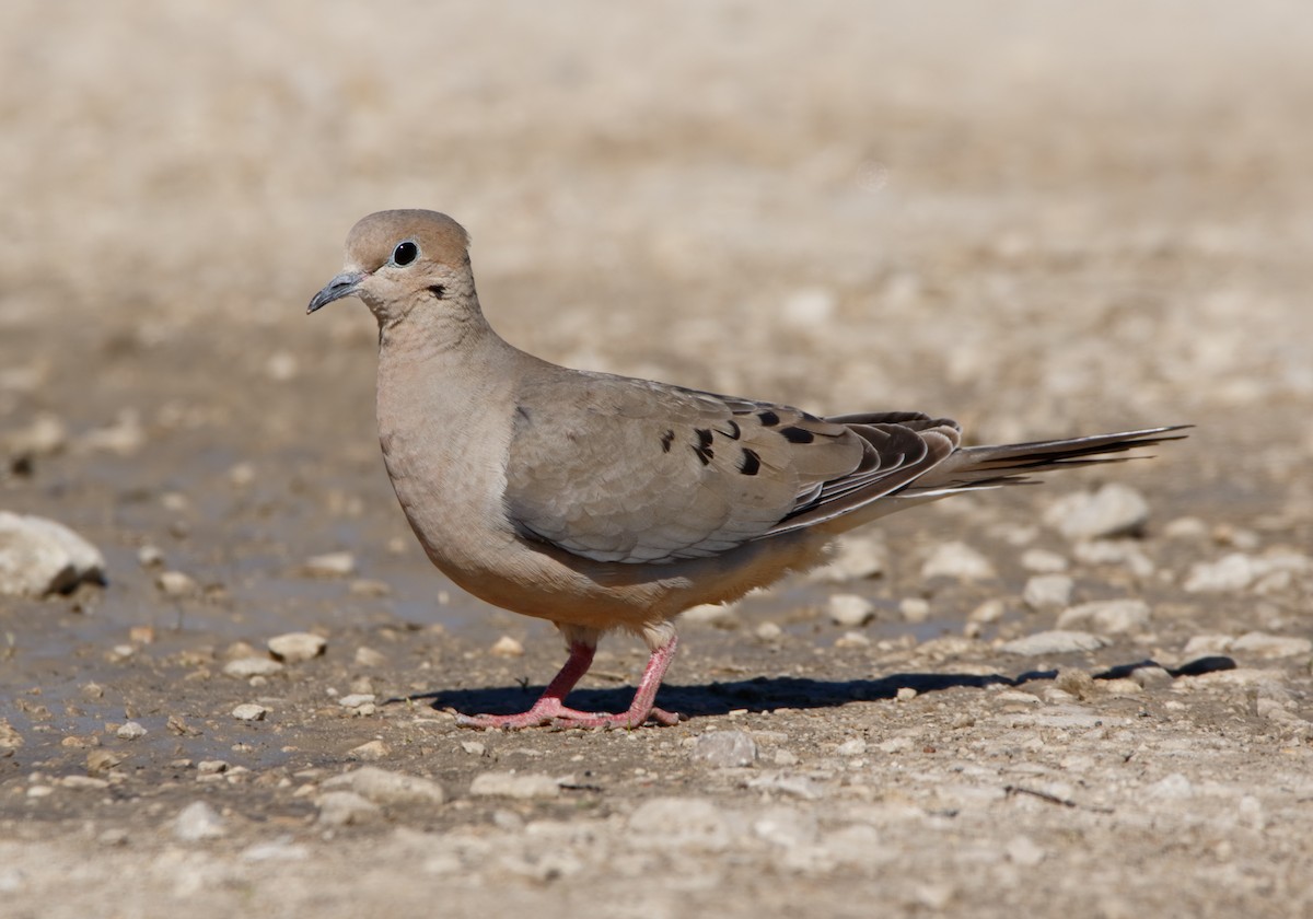 Mourning Dove - Michael Brown