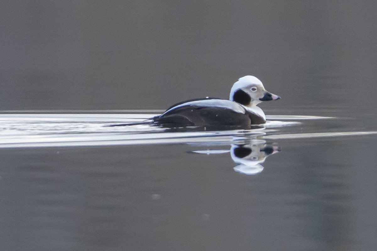 Long-tailed Duck - Kori Sedmak