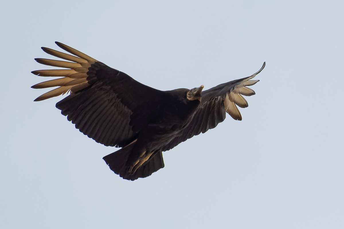Black Vulture - Don Danko