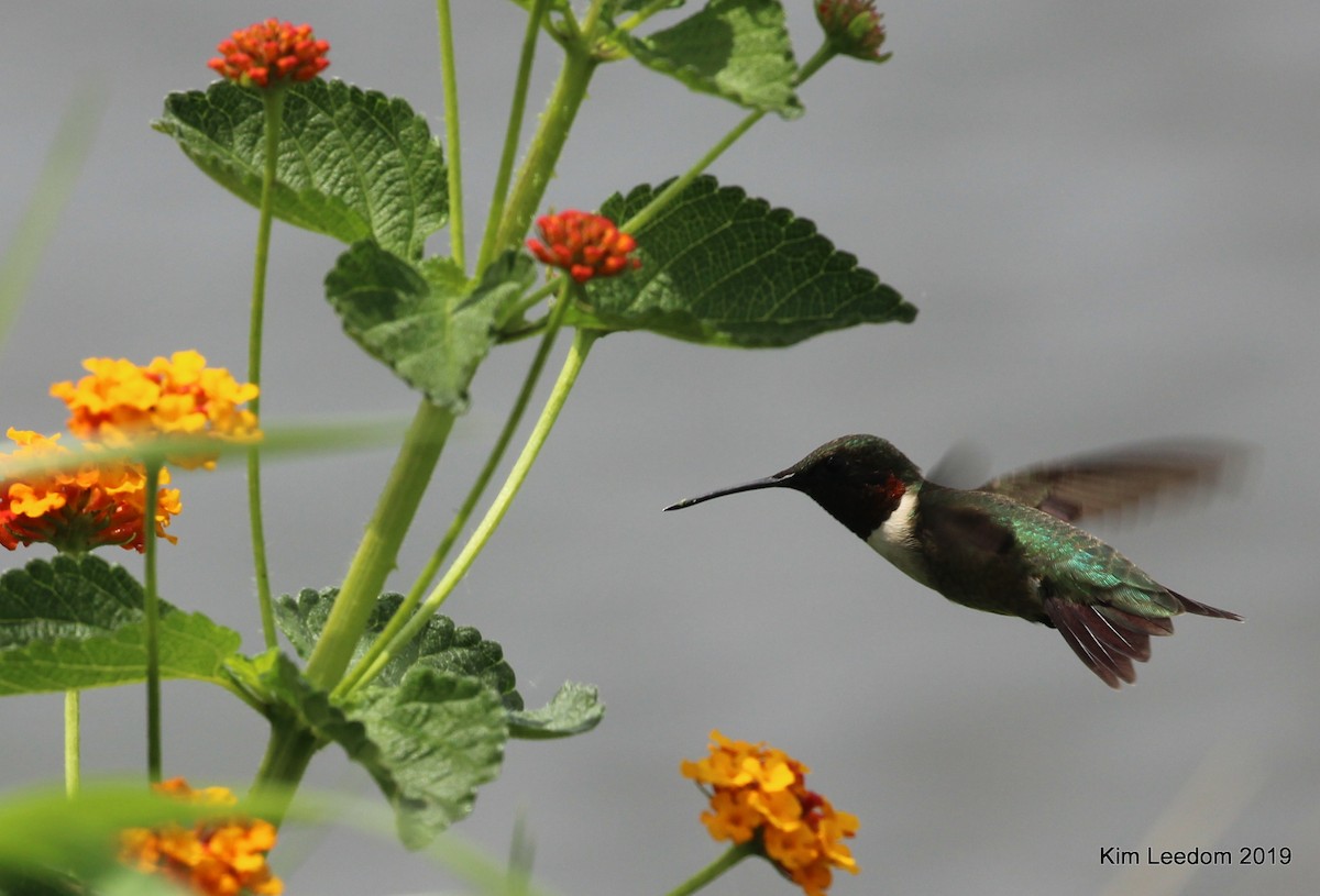 Ruby-throated Hummingbird - Kim Leedom