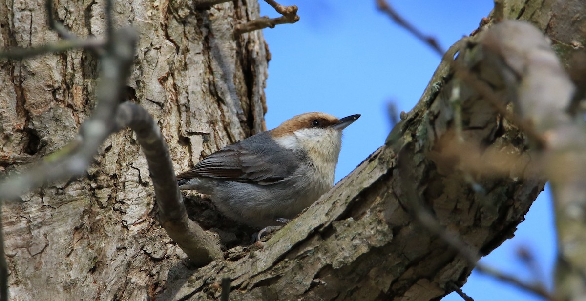 Brown-headed Nuthatch - ML150119071
