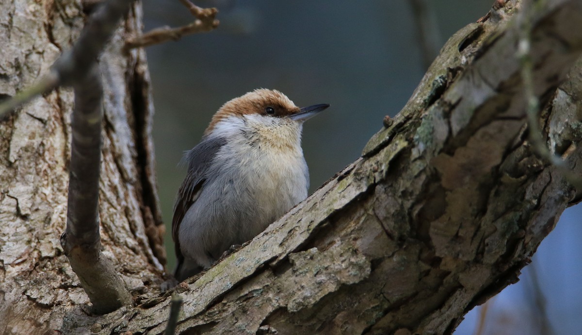 Brown-headed Nuthatch - Jeff Holmes