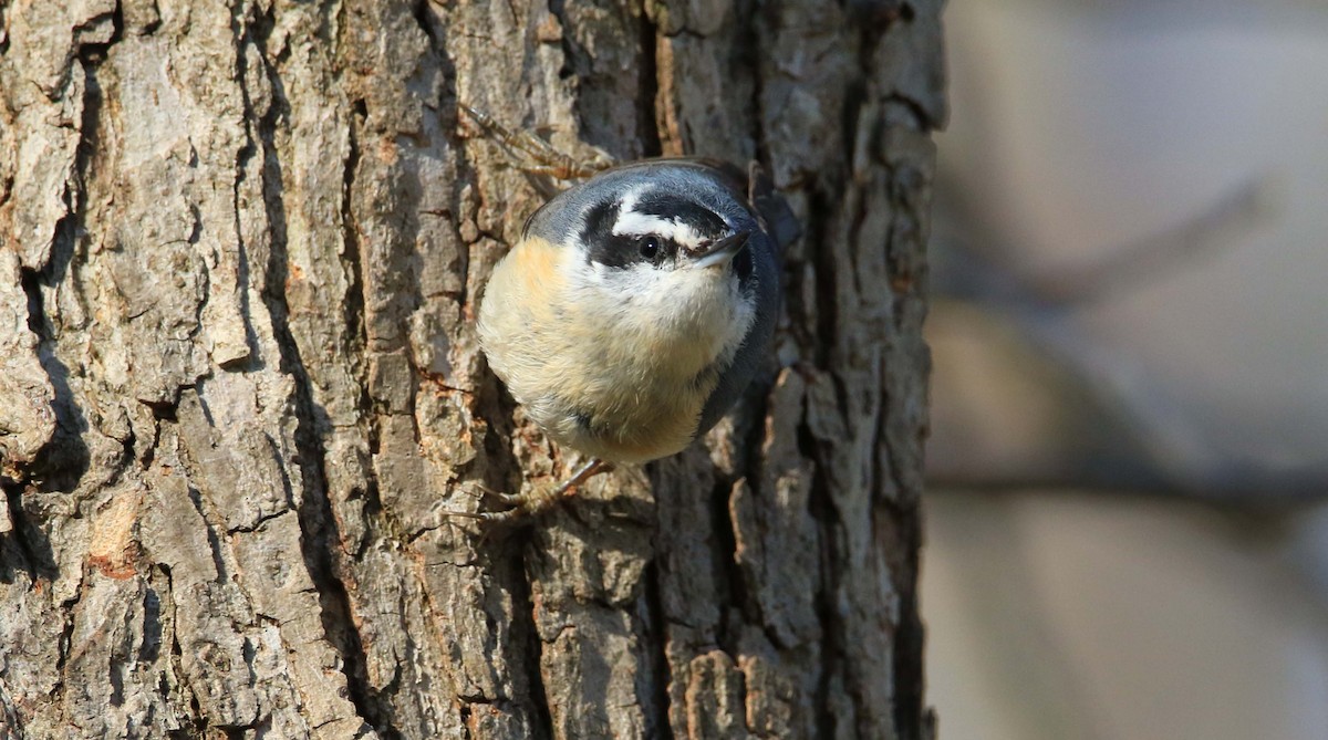White-breasted Nuthatch - ML150119251