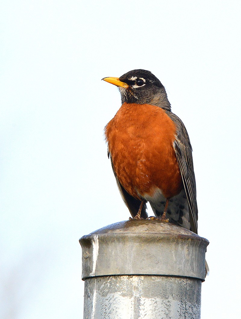 American Robin - Frederick Atwood