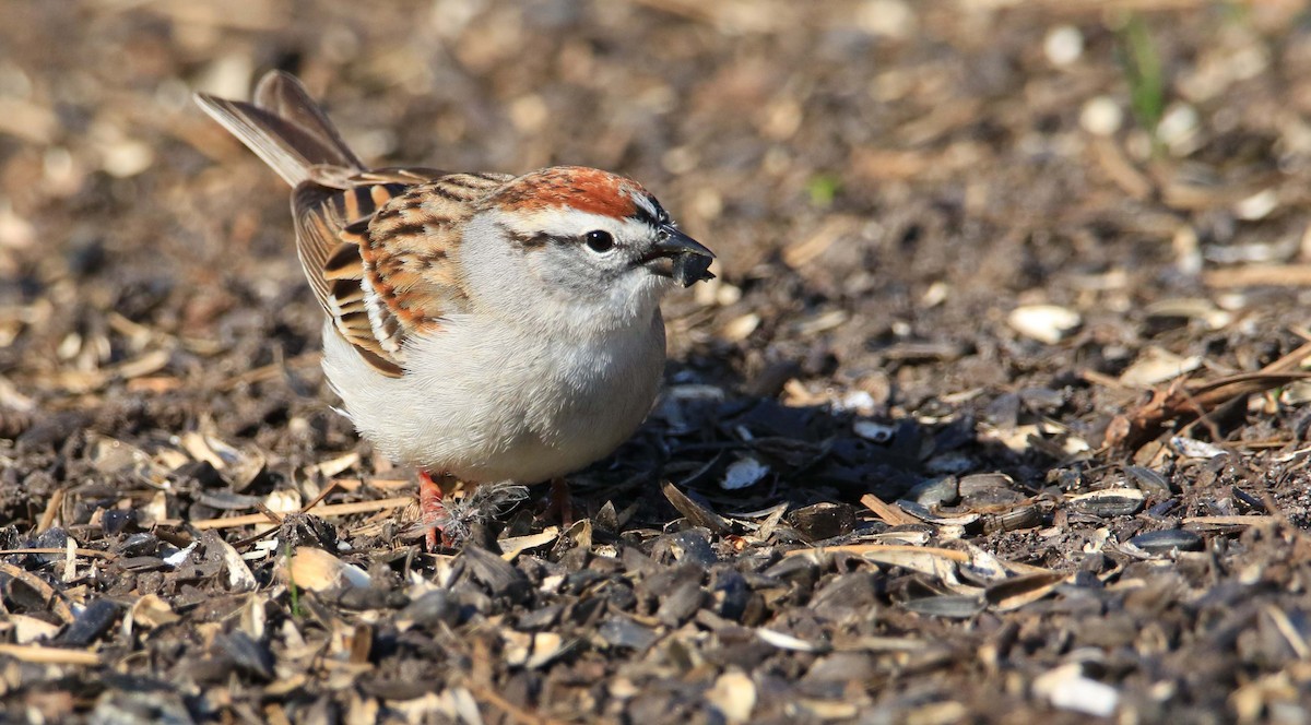Chipping Sparrow - ML150119561
