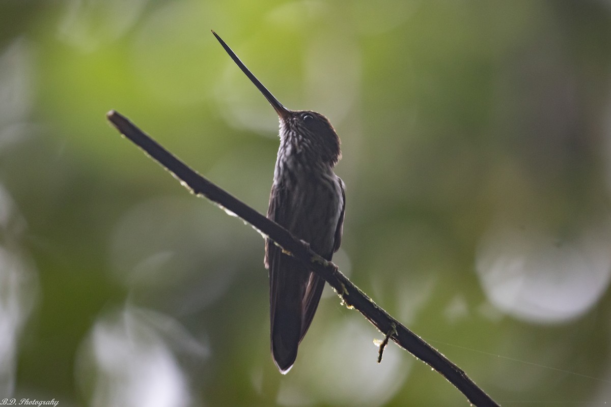 Tooth-billed Hummingbird - Blair Dudeck