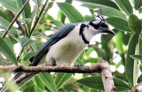 Black-throated Magpie-Jay - Calocitta colliei - Birds of the World