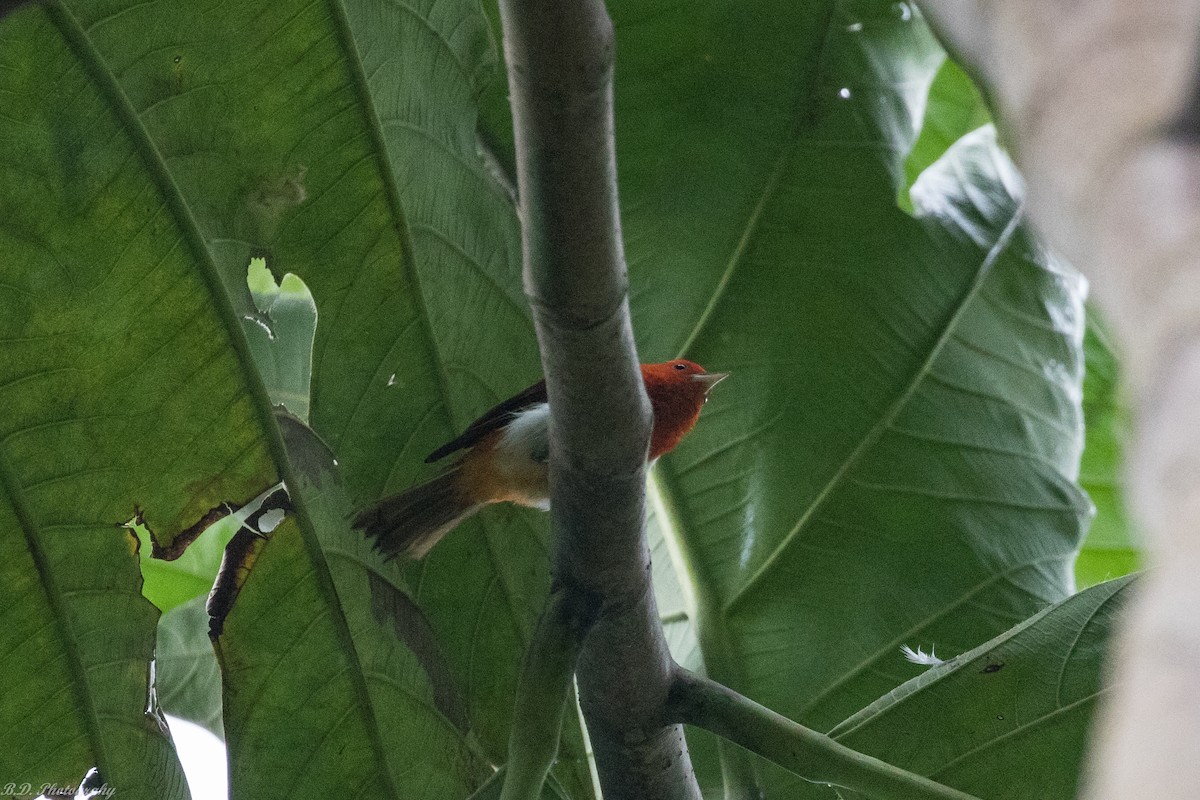 Scarlet-and-white Tanager - ML150120961