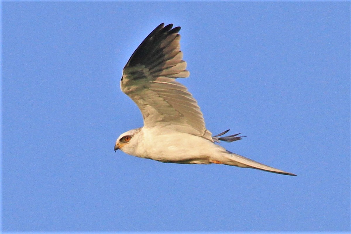 White-tailed Kite - Kent Forward