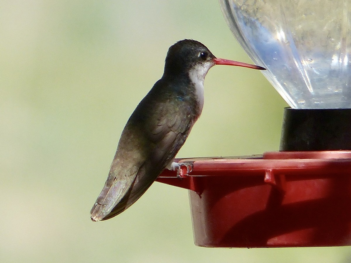 kolibřík fialovokorunkatý - ML150125611