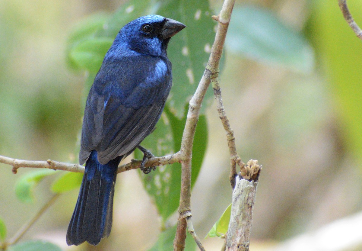 Blue Bunting (Middle America) - ML150128801