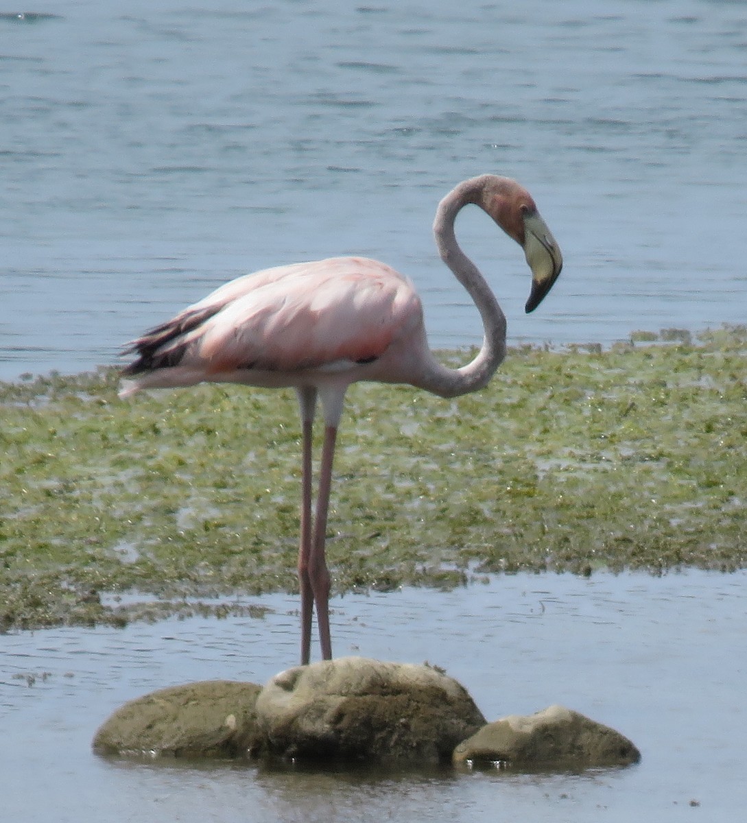 American Flamingo - Rich Hoyer