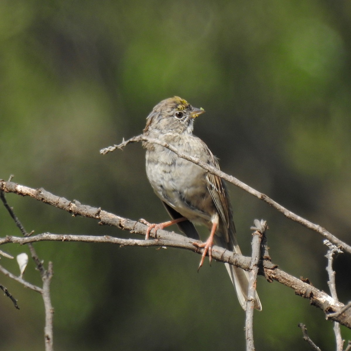 Golden-crowned Sparrow - Charlotte Morris