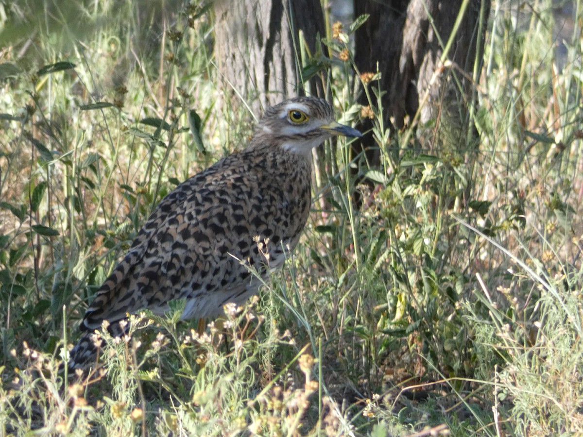 Spotted Thick-knee - Laurie Koepke