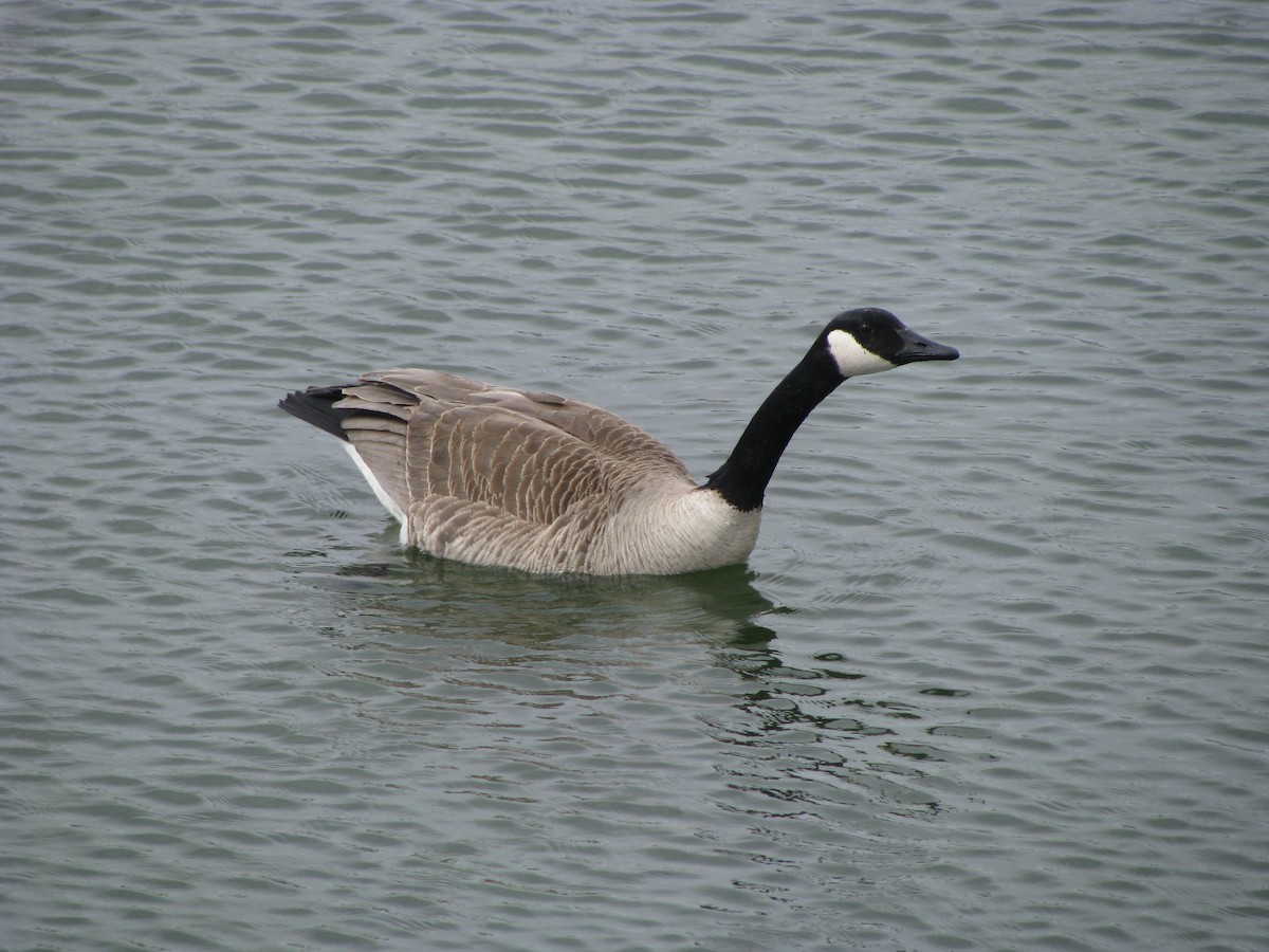 Canada Goose - Judah Bruse