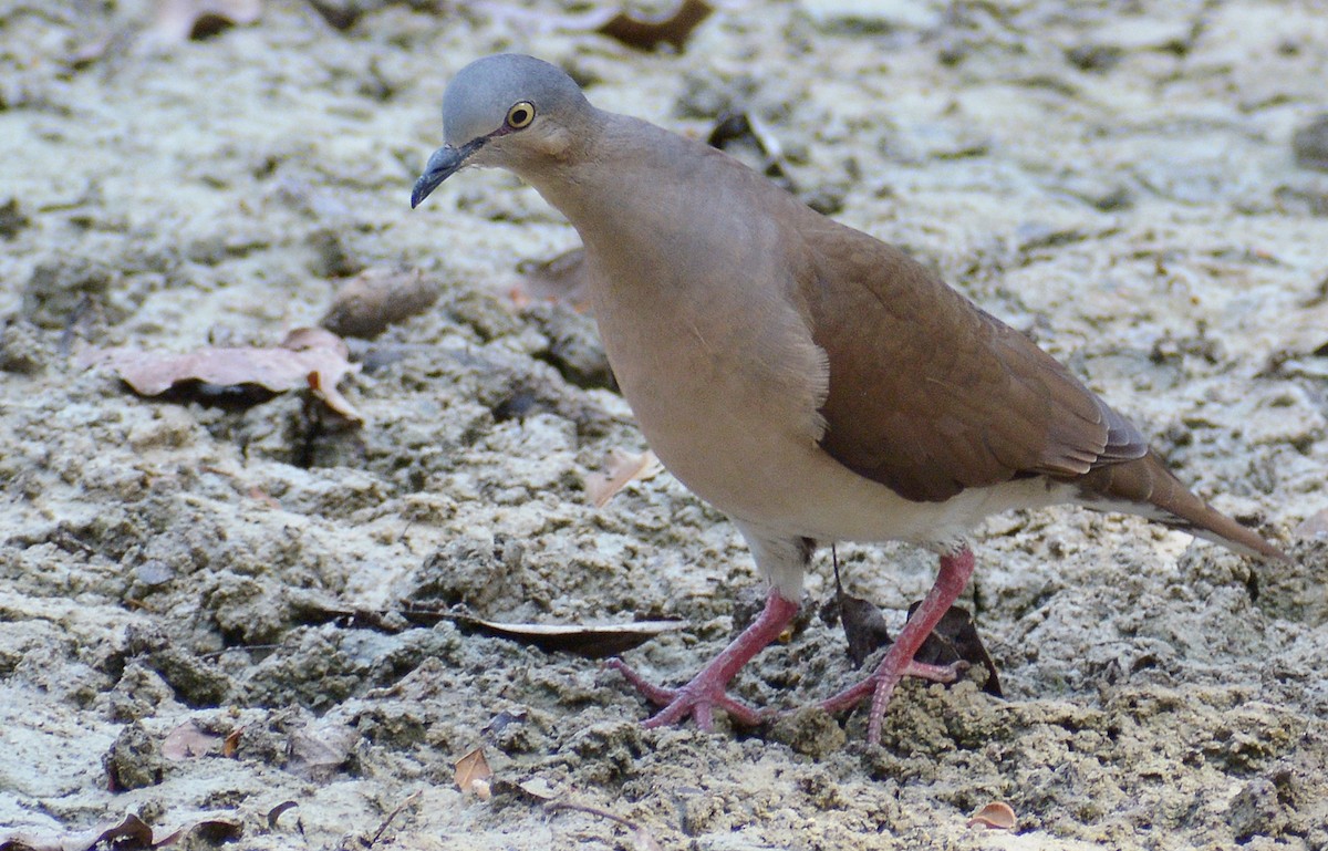 Gray-headed Dove - ML150131581